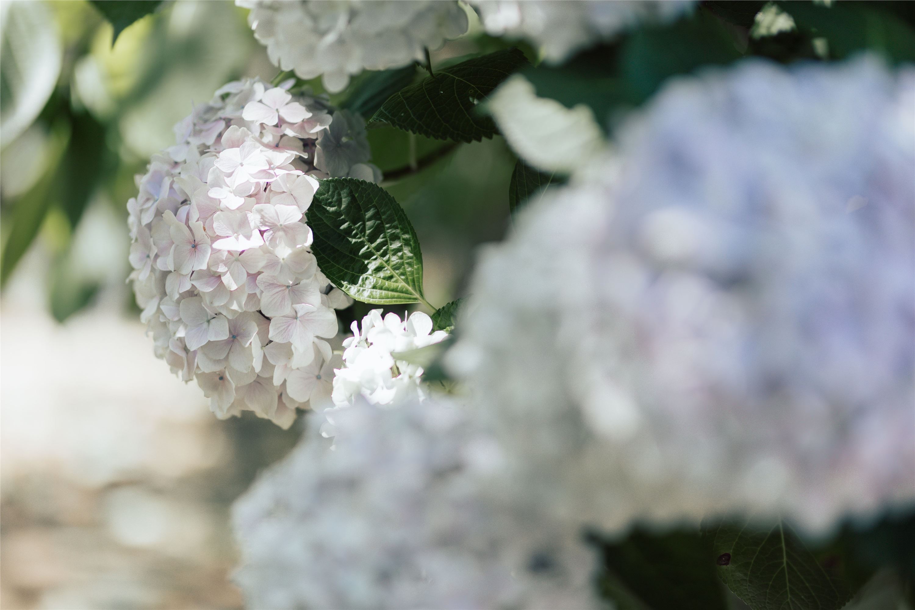 YITUYU艺图语 2021.09.06 无尽夏 胡莅雅